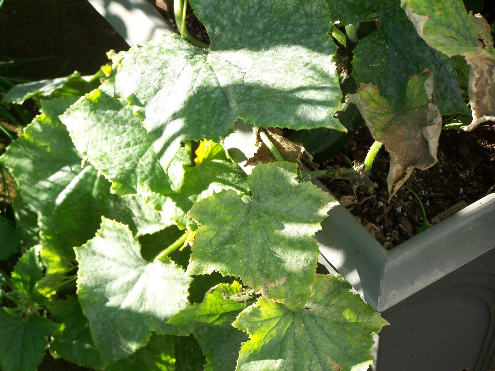 Captive Roots Preventing Powdery Mildew on Cucumbers and Squash