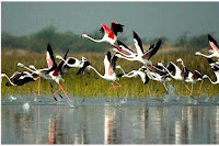 kaziranga national park assam tourism india wildlife bird watching safari elephant