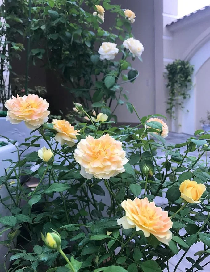 Sân vườn 50 m2 phủ kín hoa hồng của bà mẹ Hòa Bình -10