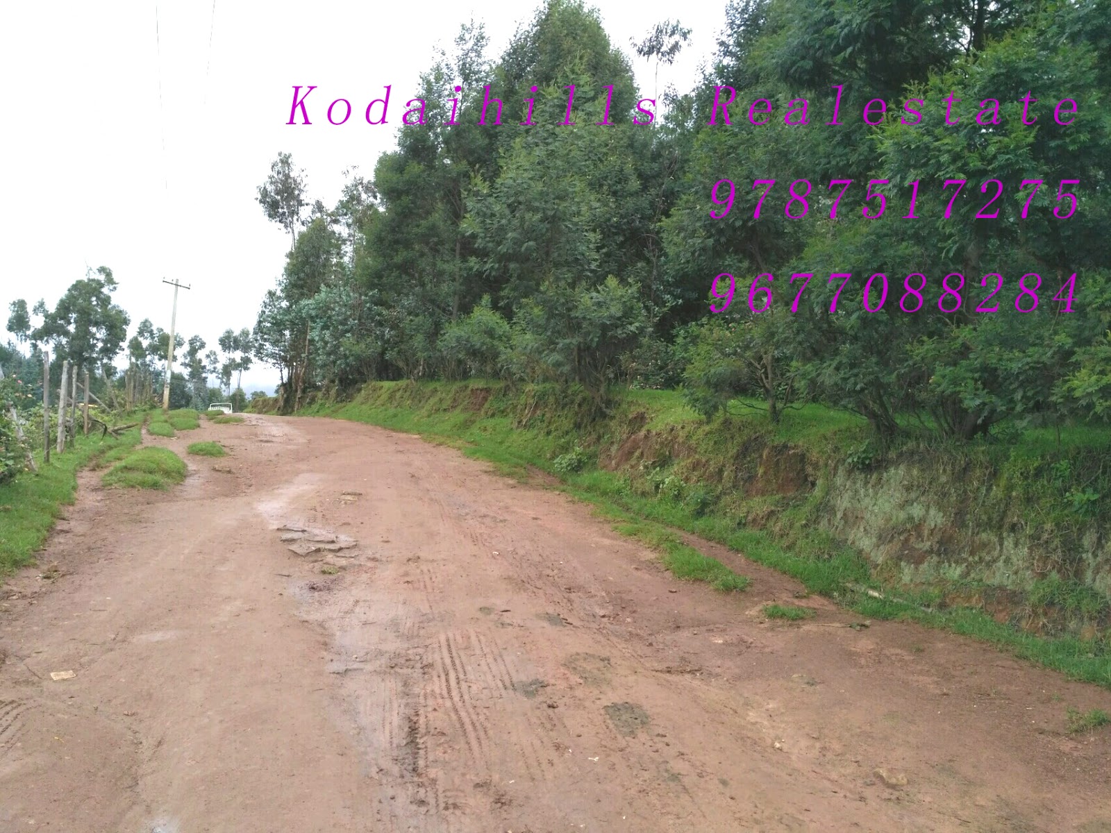 3 Acre eucalyptus trees farm land for sale in kodaikanal mountain range