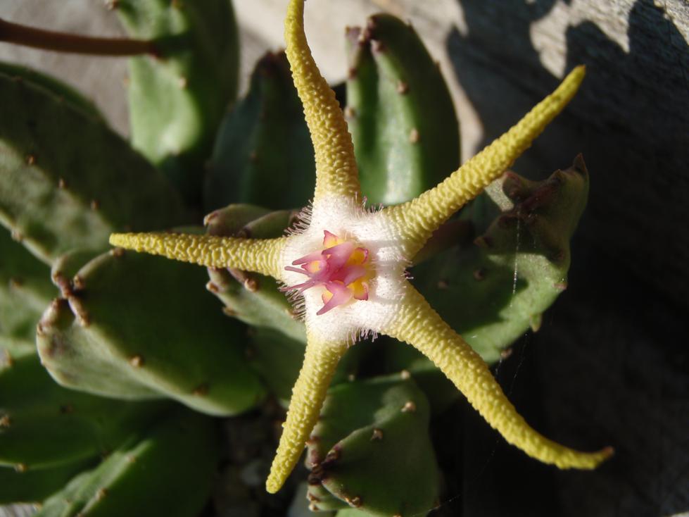 Stapelia Hirsuta Aasblume - Exotische Sukkulente Mit Sternenblüten