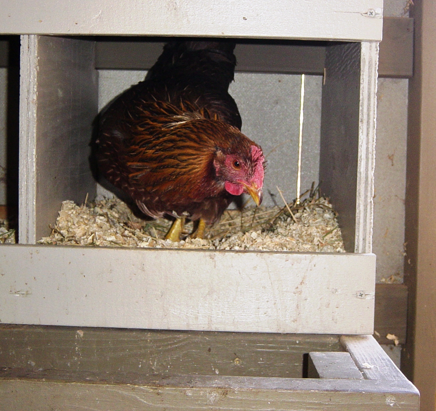 Garden Ally Broody Chicks Lay No Eggs
