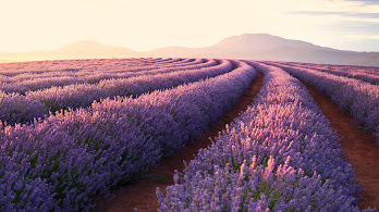 Lavender Wallpapers 4K HD