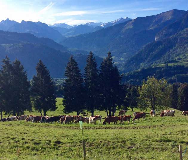 anaali seksiä kondomia