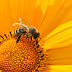 Limburgse app toont hoeveel pollen er in de lucht zitten 