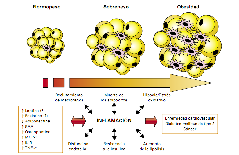 retículo endoplásmico estrés e inflamación en obesidad y diabetes