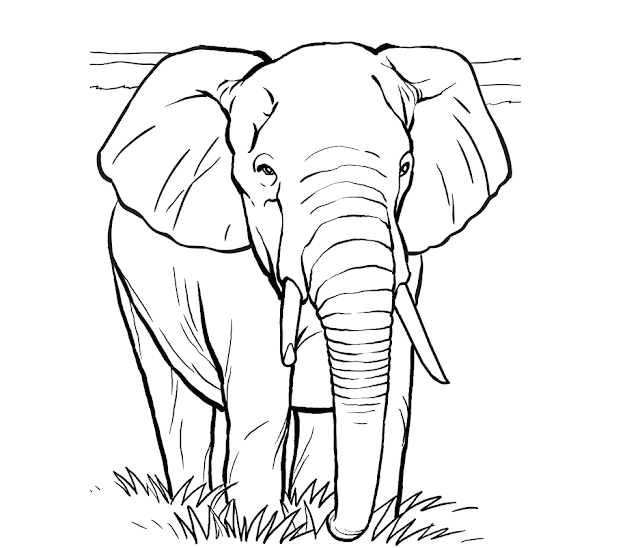 Elephant Coloring Cartoon Drawing Free wallpaper