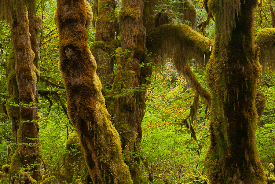 Fotografía de Naturaleza y Viajes Bosques húmedos templados