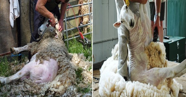 PENCUKURAN BULU PADA DOMBA (SHEEP SHEARING) Ilmu Ternak PENCUKURAN BULU PADA DOMBA (SHEEP SHEARING) Ilmu Ternak