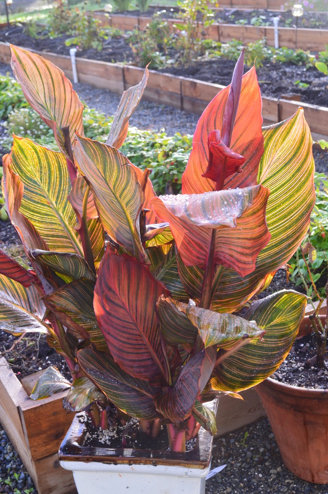 How To OverWinter Glads, Dahlias, Canna's and More....