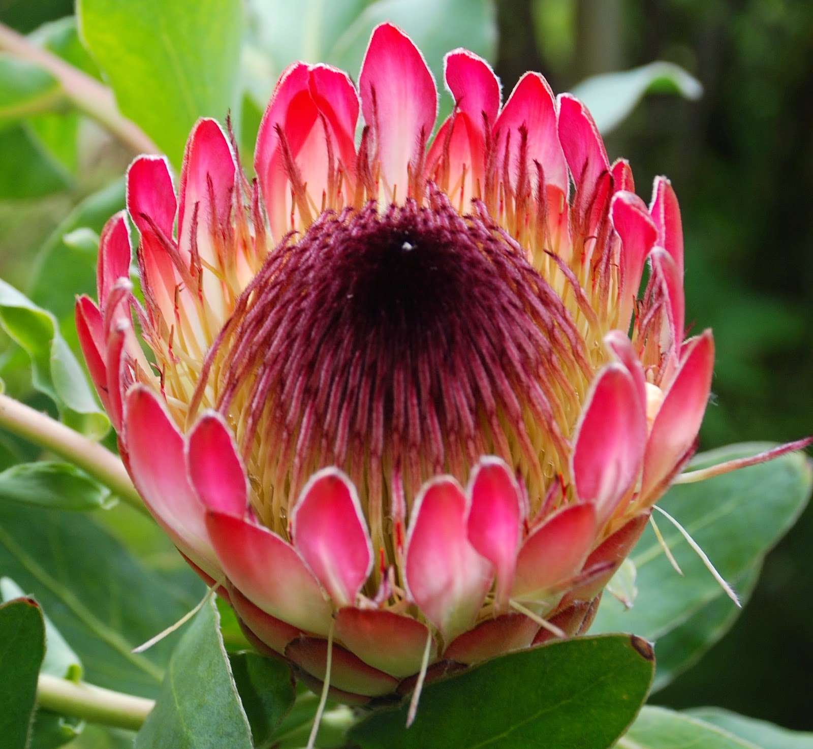 Flowers World The beautiful and exotic Protea flower is a symbol of