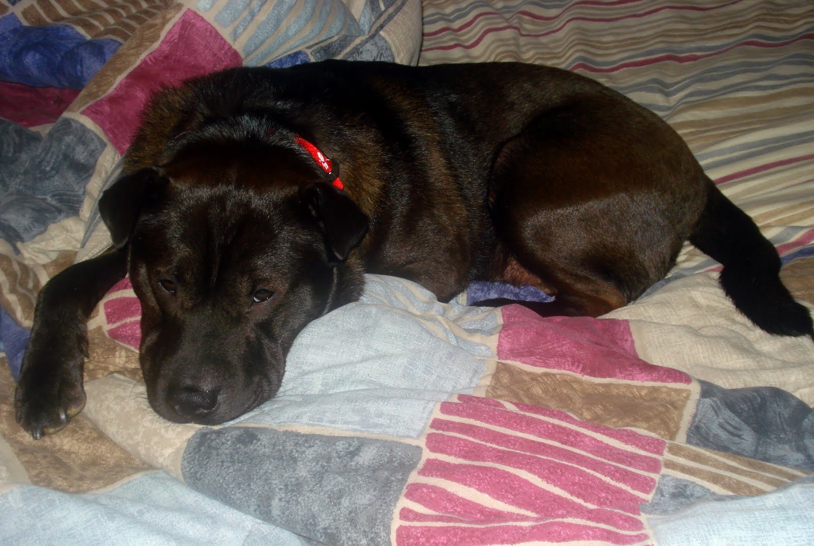 Tails to Tell Tail Wagging Tuesday Special Pup Feature Sharpie