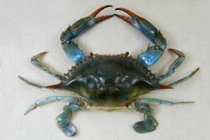 Kepiting Biru (callinectes sapidus) Kepiting Biru (callinectes sapidus)