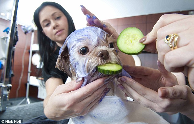 O que seu shih tzu pensa