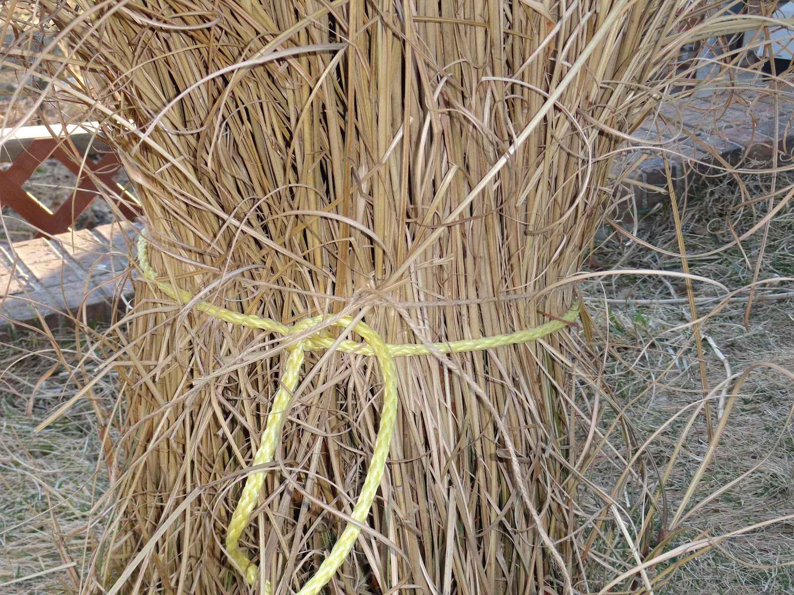 Baxter St. Gardener Cutting back the Pampas Grass for next summer's growth