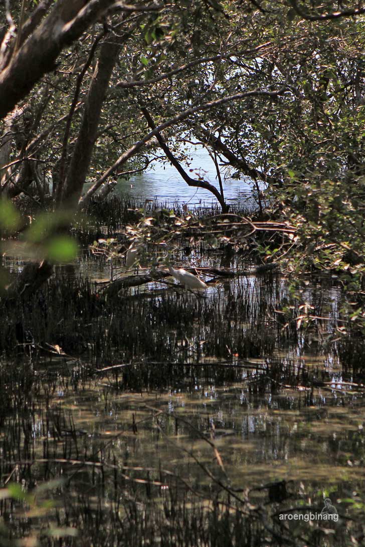 taman mangrove morosari demak