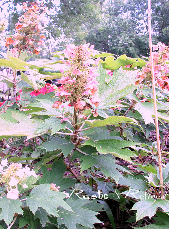 Oakleaf Hydrangea shrub an easy to care for perennial.