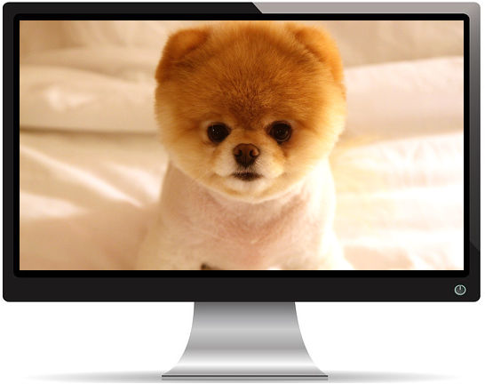 Chiot Chow Chow Mignon - Fond d'Écran en Full HD