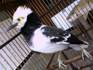jalak suren mabung jalak suren mabung, jalak suren molting