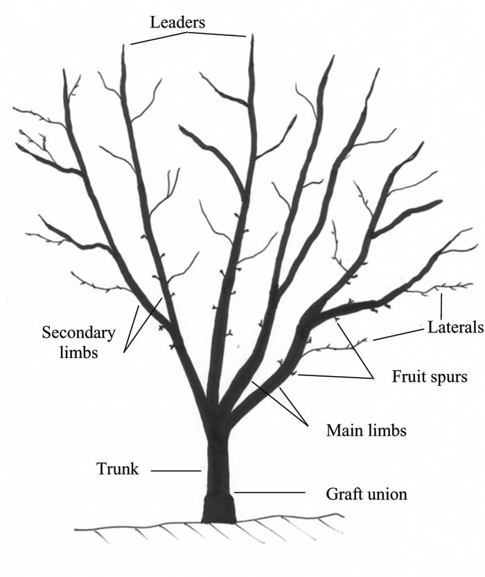how to prune a lime tree