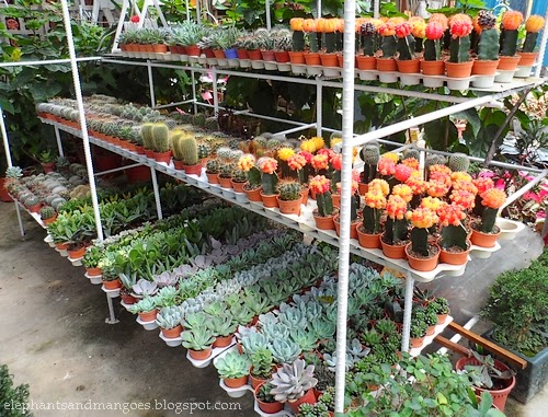 Sungai Buloh : The Nurseries and Growing Passion for ...