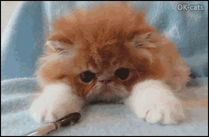 Art Cat GIF • Playful Kitten going crazy with his new toy (amazing eye dilation and contraction). I will soon catch you! Art Cat GIF • Playful Kitten going crazy with his new toy (amazing eye dilation and contraction). I will soon catch you!