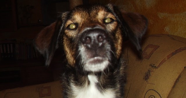 Unsere Haustiere Wenn der Hund sein Revier markiert