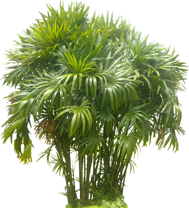 Tropical Plant Pictures: August 2009