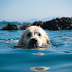 Οι σκύλοι αγαπούν το νερό!....
