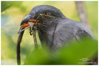 Slaty-tailed Trogon (Trogon massena) - female