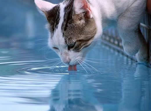 Cat drinking clean municipal water