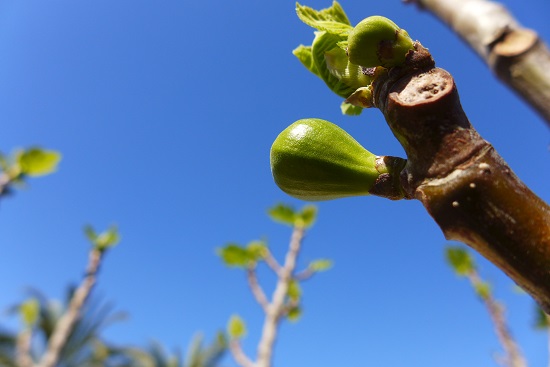 Cuanto Tarda En Crecer Una Higuera