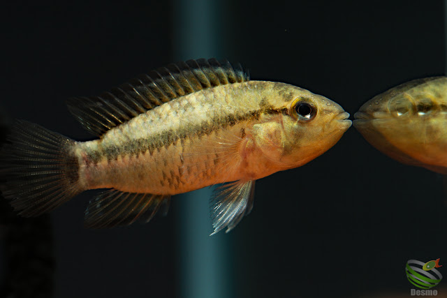 Apistogramma eleutheria