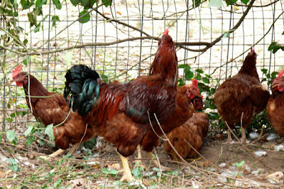 New flock of chickens for Wallace and Nancy Braud New flock of chickens for Wallace and Nancy Braud