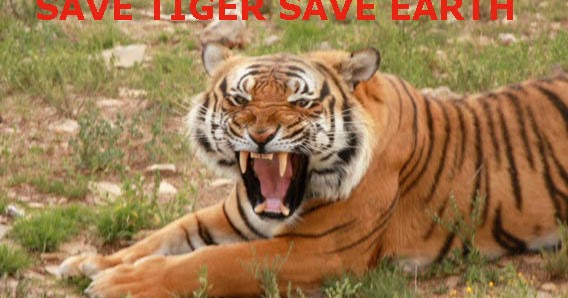 Save The Animals : South China tiger Facts | Why South China tigers matter?