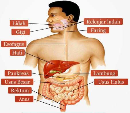 Organ yang berfungsi menyerap sari-sari makanan hasil pencernaan adalah