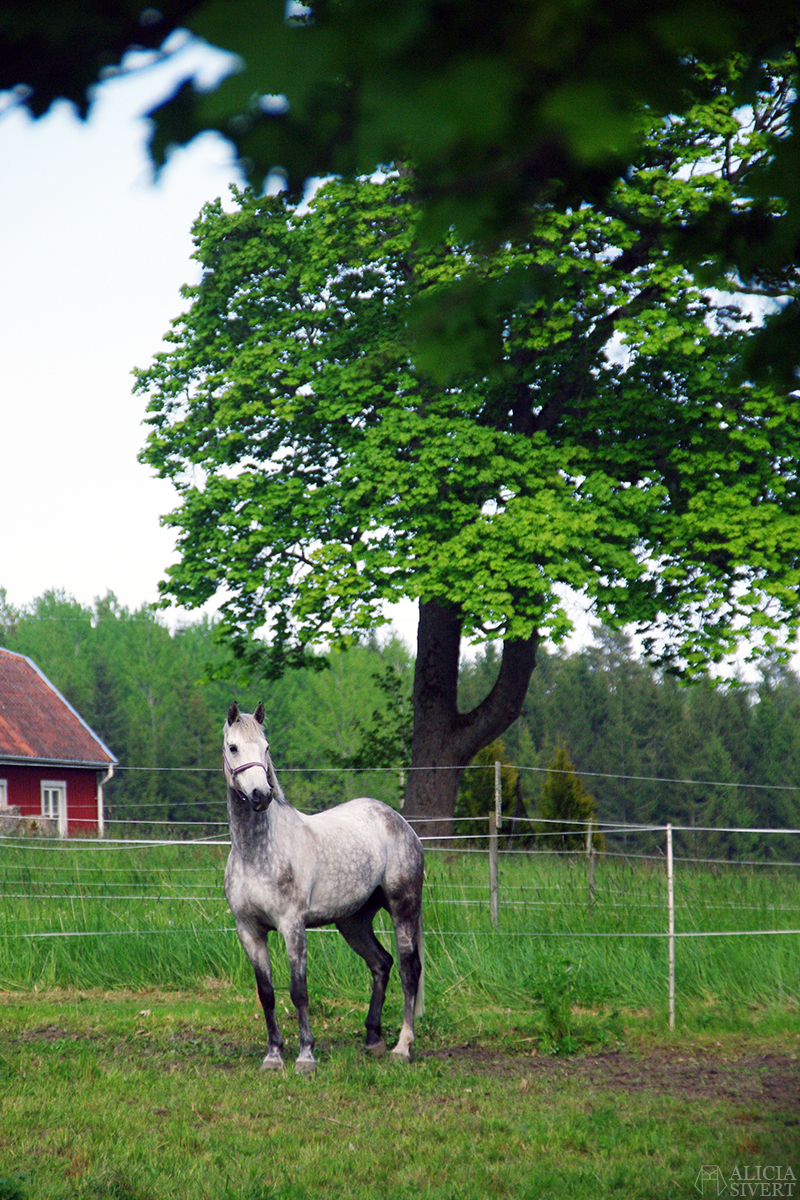 Vandra längsmed Roslagsleden, foto av Alicia Sivertsson.