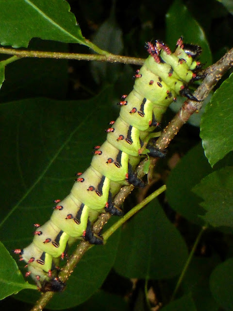 Citheronia laocoon caterpillar Citheronia laocoon caterpillar