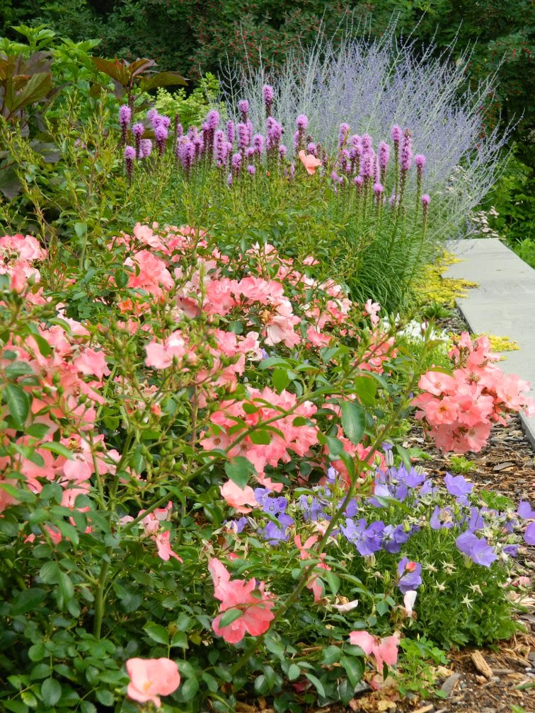 Shrub roses Liatris Perovskia James Gardens Etobicoke by garden muses-not another Toronto gardening blog Shrub roses Liatris Perovskia James Gardens Etobicoke by garden muses-not another Toronto gardening blog