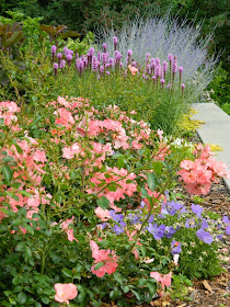 Shrub roses Liatris Perovskia James Gardens Etobicoke by garden muses-not another Toronto gardening blog