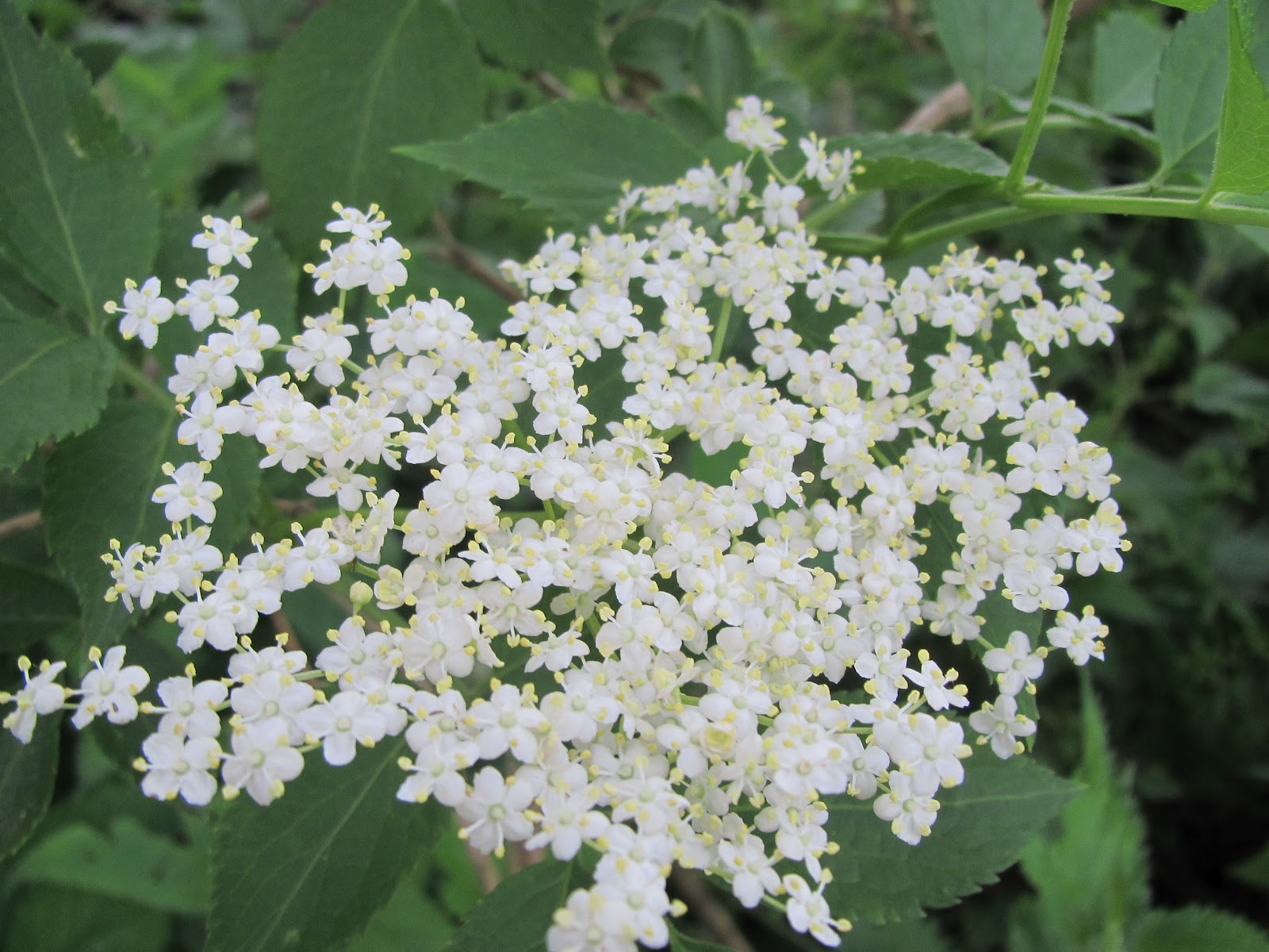 Local History of South Wales & Llanhilleth Miners' Institute Welsh