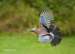 winter jay wanderings bird birds flight benki date come