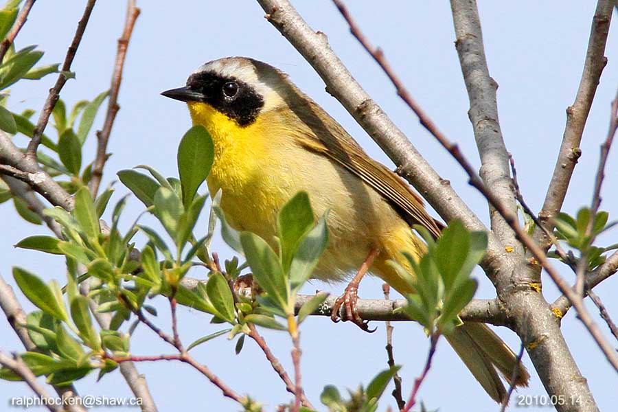 The Backyard Wildbird and Nature Store Nanaimo bird report, april 15, 2018