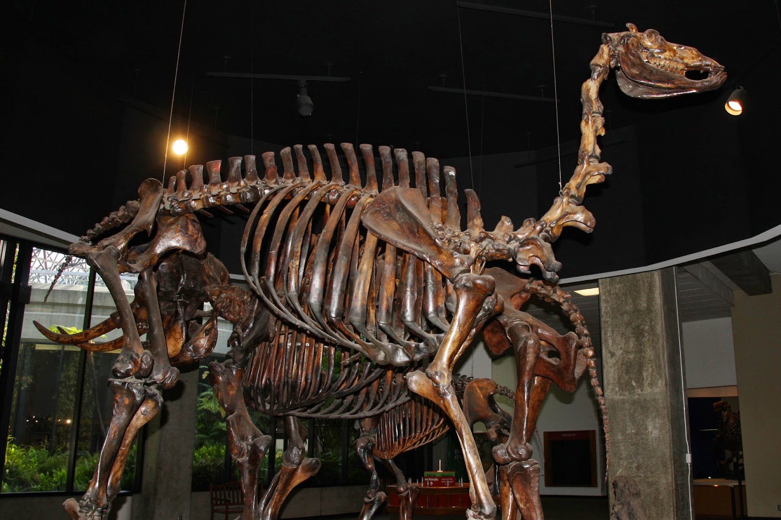 The McLaughlin Family Blog: La Brea Tar Pits