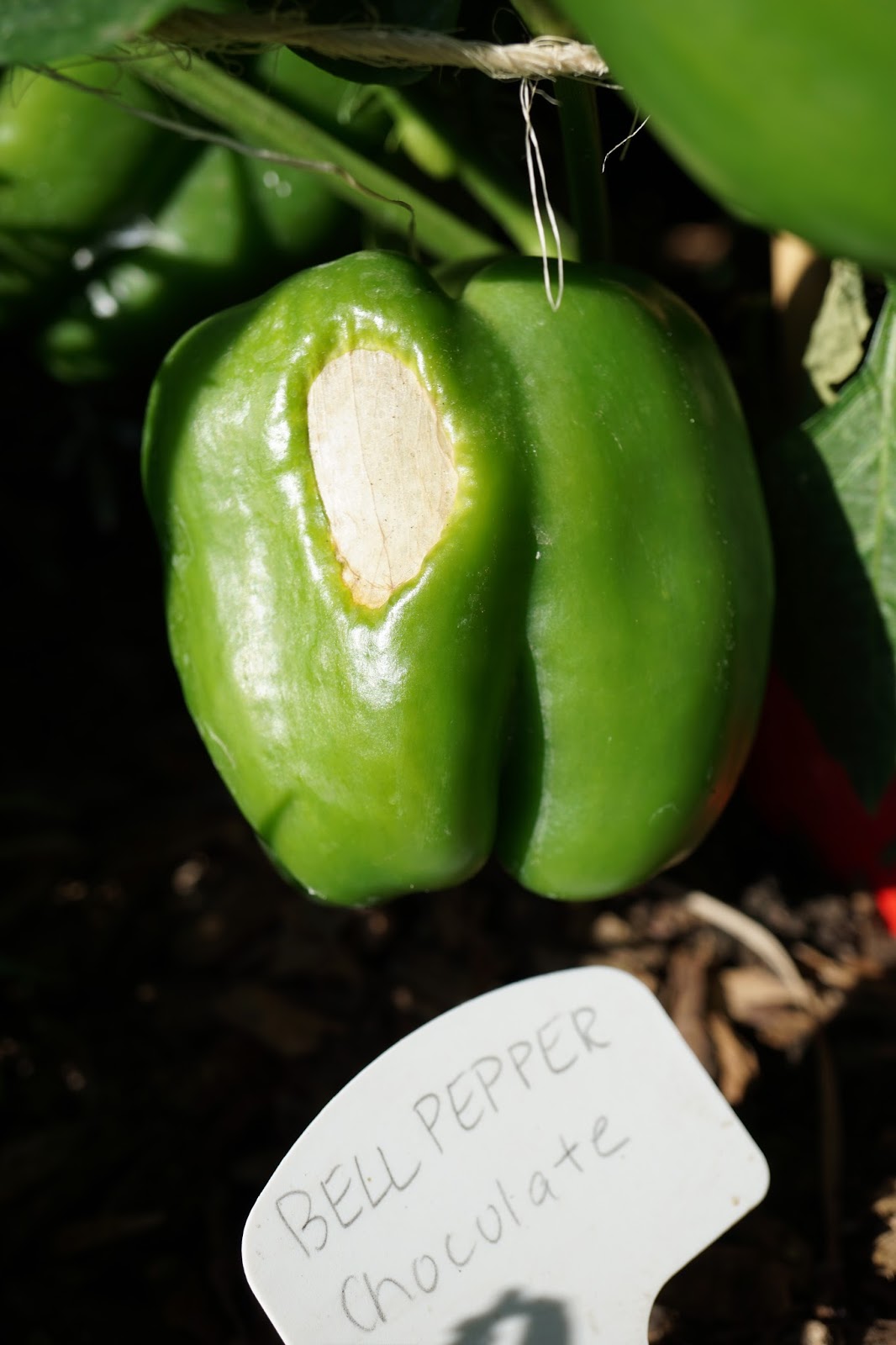 Andie's Way Pepper Sunscald