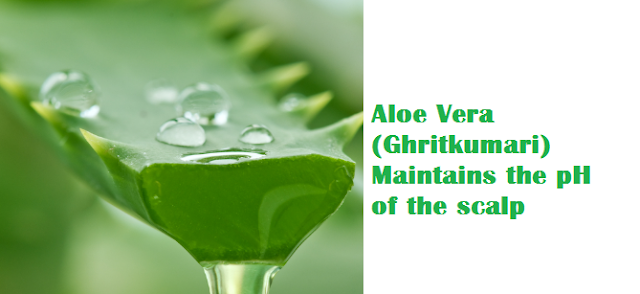 Aloe Vera (Ghritkumari) Maintains the pH of the scalp Aloe Vera (Ghritkumari) Maintains the pH of the scalp