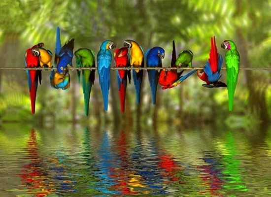 صور عصافير