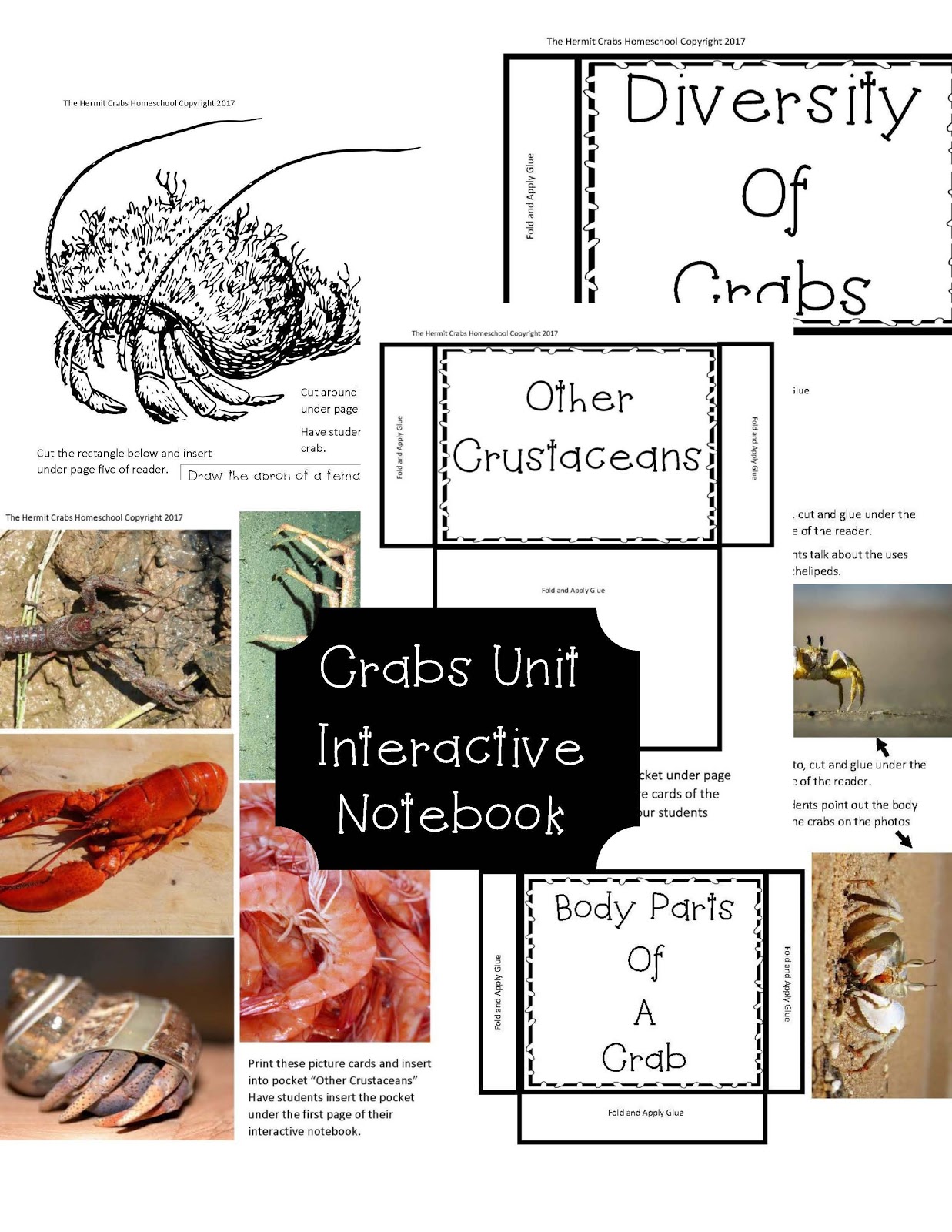 The Hermit Crabs Homeschool: Learning About Crabs