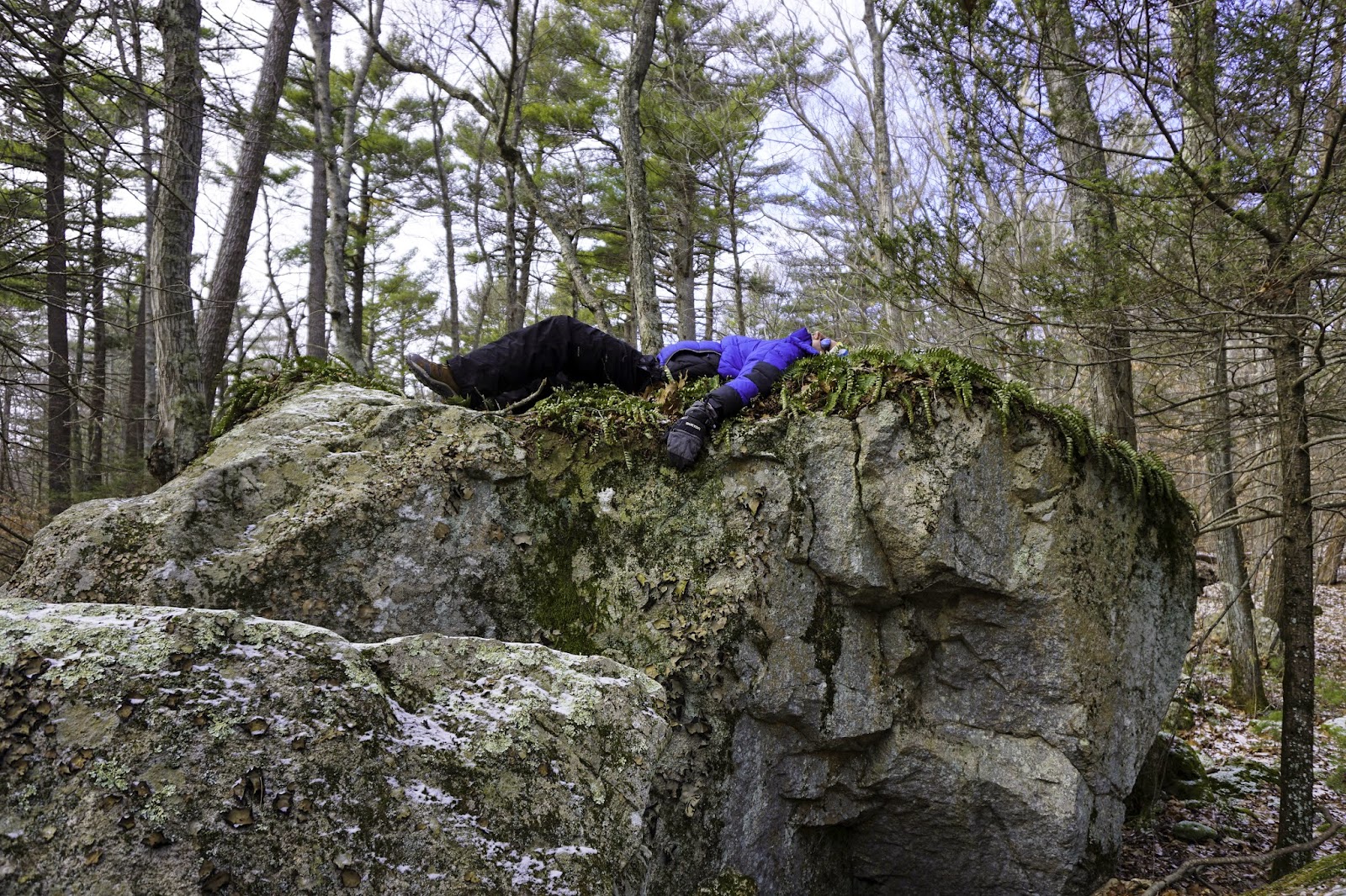 Whitney and Thayer Woods Cohasset, MA