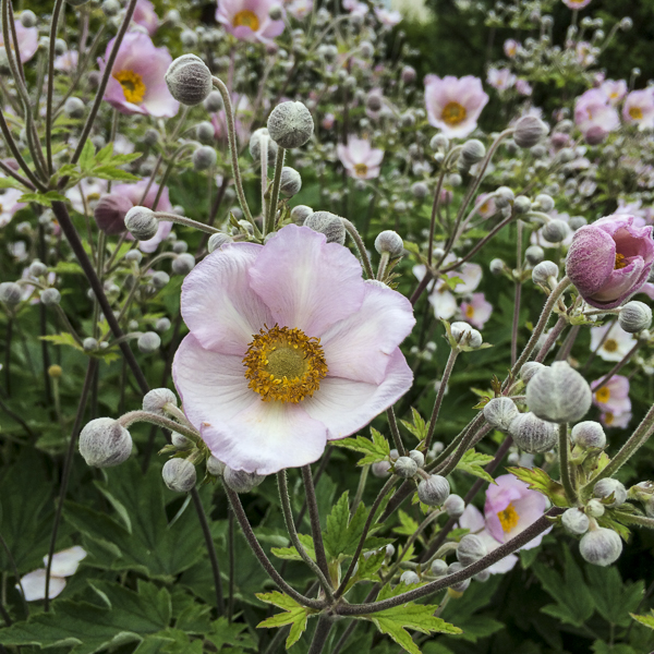 höstanemon, Anemone hupehensis höstanemon, Anemone hupehensis